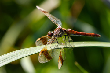 Red Dragonflys