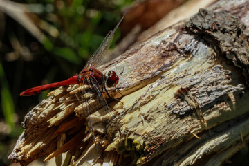 Red Dragonflys