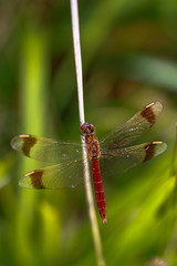 Red Dragonflys