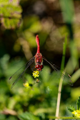 Red Dragonflys