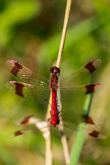 Red Dragonflys