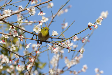 Japanese white-eye on plum blossom tree