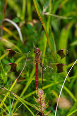 Red Dragonflys