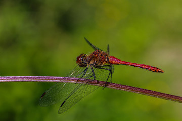 Red Dragonflys