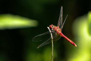 Red Dragonflys