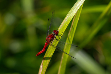 Red Dragonflys