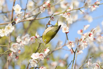 Japanese white-eye on plum blossom tree