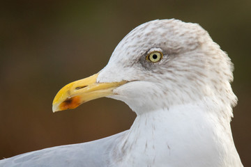 Goéland argenté