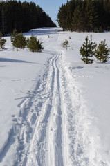 Ski track in coniferous winter forest