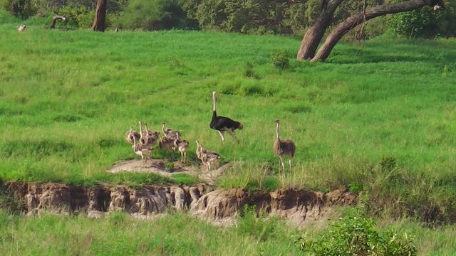 African ostrich family with chicks in the grassland of the Tarangire National Park of Tanzania, Africa.