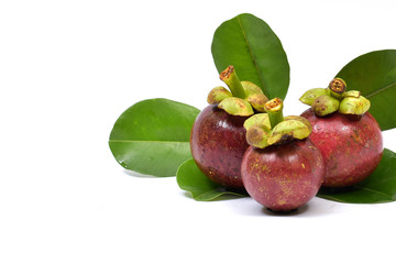 Fresh mangosteen 