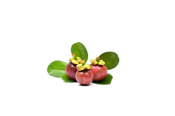 Fresh mangosteen 