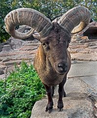 East caucasian tur male. Latin name - Capra cylindricornis