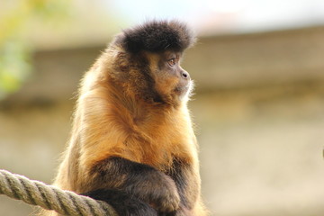Kopf eines Kapuzineraffen
