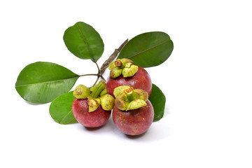 Fresh mangosteen 