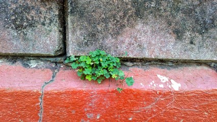 Little Green Tree grows between cement floor.