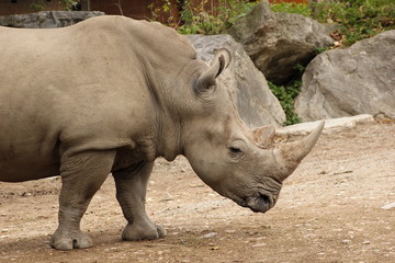 Naklejka premium Breitmaulnashorn in einem Zoo