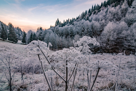 Fototapeta The frozen forest in Germany, Black Forest / Schwarzwald