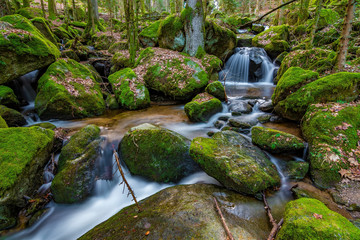 Fototapeta premium Black Forest in Germany with some smaller waterfall cascades