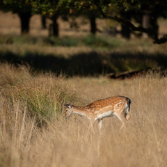 Lovely image of Fallow Deer Dama Dama in Autumn field and woodland landscape setting