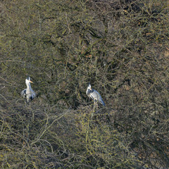 Beautiful Grey Heron Ardea Cinerea wild bird nesting in Winter bare trees