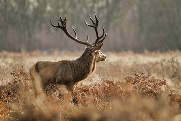 Beautiful red deer stag Cervus Elaphus with majestic antelrs in Autumn Fall froest landscape