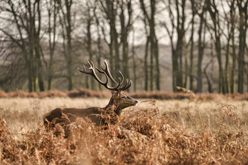 Beautiful red deer stag Cervus Elaphus with majestic antelrs in Autumn Fall froest landscape