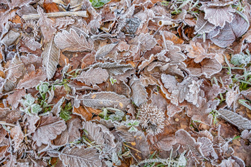 Frozen ground with some leafs and green plants and grass in December
