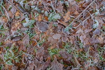 Frozen ground with some leafs and green plants and grass in December