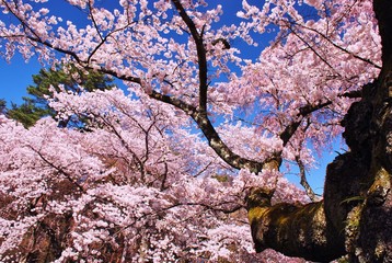 Cherry blossoms  in spring  ~   kawaguchiko / Japan
