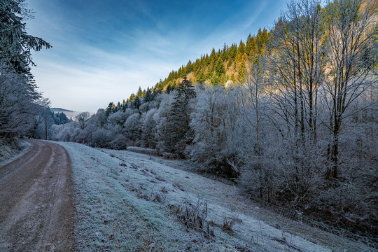 Fototapeta The frozen forest in Germany, Black Forest / Schwarzwald
