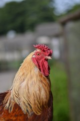 portrait of a rooster