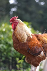 portrait of a rooster
