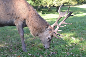 deer in the forest