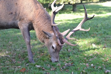 deer eating grass