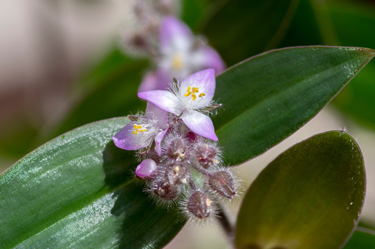 Tradescantia spathacea tropical flowers in bloom, white hairy flowering ornamental plant