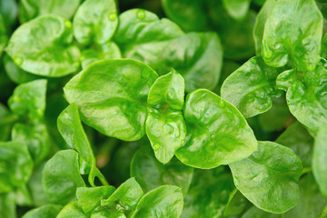 Brazilian spinach plant