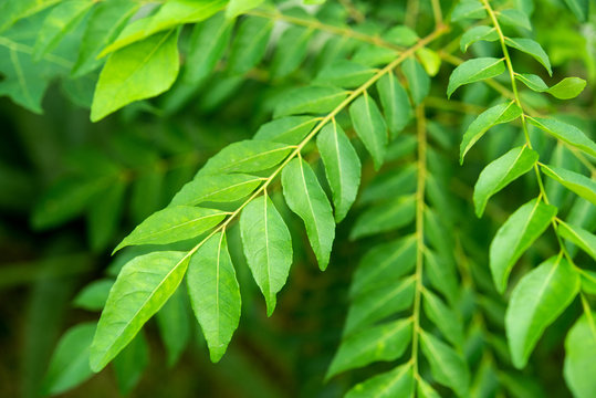 Curry leaves tree plant
