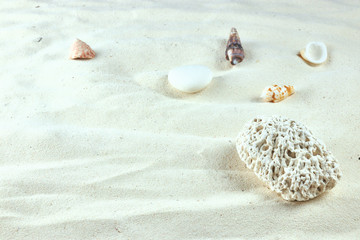 Fototapeta na wymiar white Sand and shells. the background of the sea beach. vertical view, close-up. sand background with shells of crustaceans. copy space. place for text.