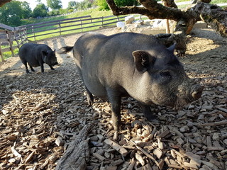 Minischwein auf einem Bauernhof