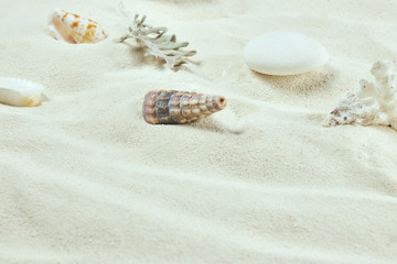 white Sand and shells. the background of the sea beach. vertical view, close-up. sand background with shells of crustaceans. copy space. place for text.