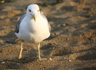 seagull with white and gray feathers