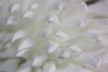 macro composition with violets and chrysanthemums