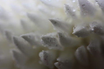 macro composition with violets and chrysanthemums
