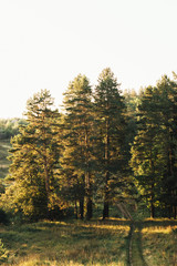 Naklejka premium Road in forest