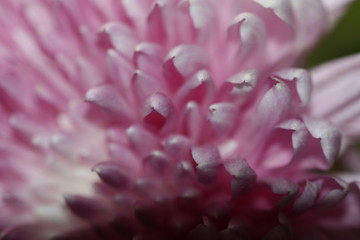macro composition with violets and chrysanthemums