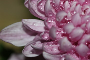 macro composition with violets and chrysanthemums