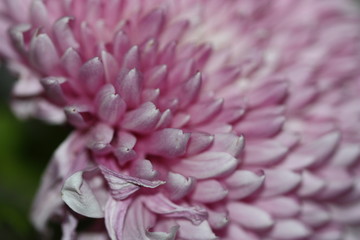 macro composition with violets and chrysanthemums