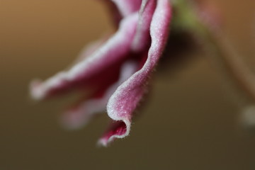 macro composition with violets and chrysanthemums