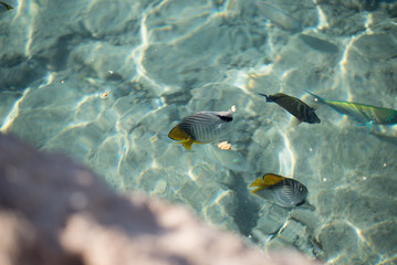 Obraz premium Tropical colorful fish in crystal clear water in Red sea. Fishes are swimming below the surface of crystal sea water.